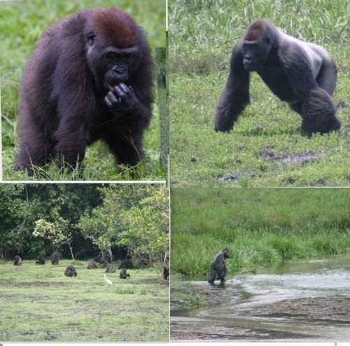 THE REPUBLIC OF THE CONGO THE REPUBLIC OF THE CONGO