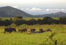 COUNTRY FOCUS: Gabon