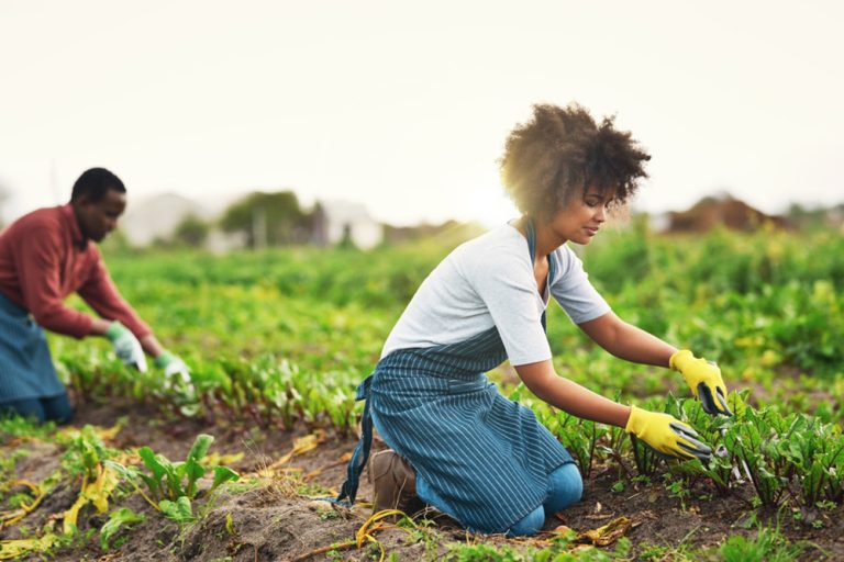 Profitable Agribusiness