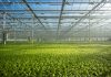 Green Money: Agribusiness